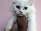 Persian Male Female kitties available