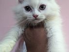 Persian Male Female kitties available