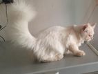 Persian male cat