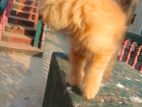 Persian cat male....