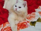 Persian male