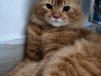 Persian Male