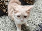 Persian Male