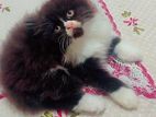 Persian Male
