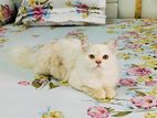 Persian Male