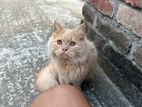 Persian Cat Male