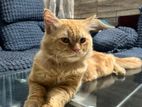 Persian Male