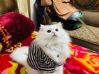 Persian Male