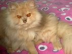 Persian Male