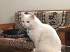 Persian Male
