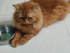Persian male ginger cat
