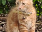 Persian Male Ginger tabby colour