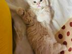Persian male kitten 2 month