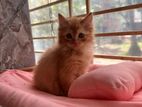 Persian Male Kitten