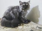 Persian male kitten