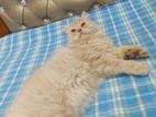 Persian Male Kitten
