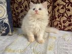Persian male kitten for sell
