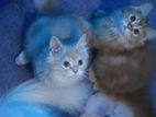 persian male kitten