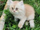 Persian male kitten