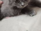 Persian Male kitten