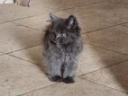 Persian Male kitten.