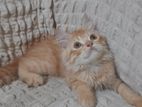 persian male kitten