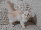 persian male kitten