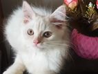 Persian Male Kitten