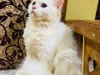 persian male kitten