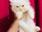 persian male kitten