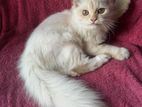 Persian male kitten