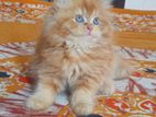 Persian Male Kitten