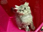 Persian male cat kitten