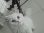 Persian male kitten