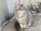 Persian Male Kitten