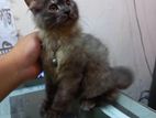 Persian Male Kitten