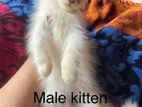 Persian Male Kitten