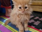 Persian male kitten