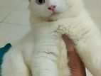 Persian Male Kitten