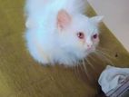 Persian Male Kitten