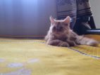 Persian male kitten