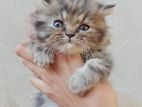 Persian male kitten