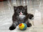 Persian Male Kitten