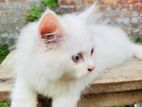 Persian Male Kitten