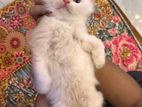 Persian Male Kitten