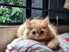 Persian Male Kitten