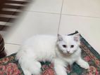 Persian male kitten