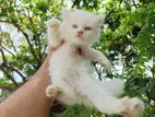 Persian Male kitten