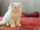 Persian Male kitten