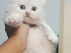 Persian male kitten